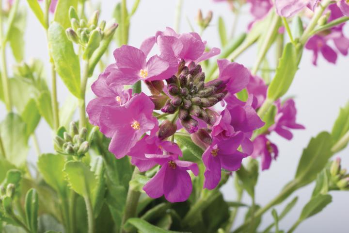 Arabis blepharophylla