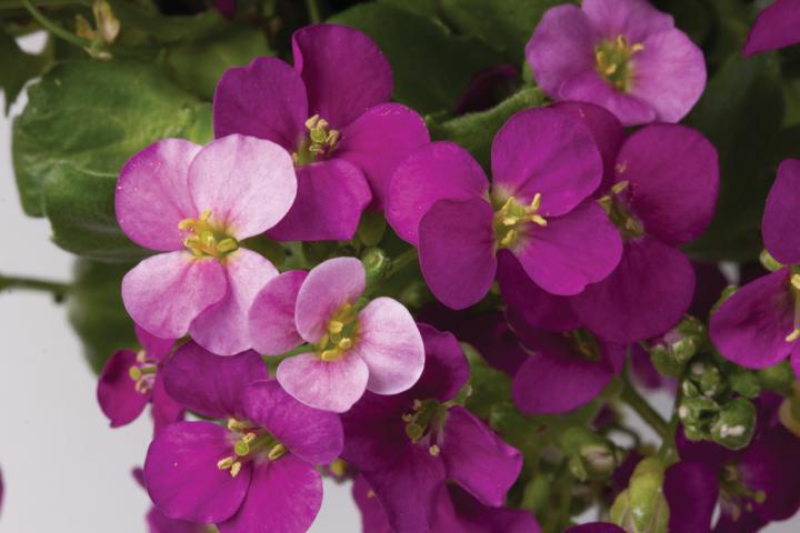 Arabis caucasica 'Compinkie'