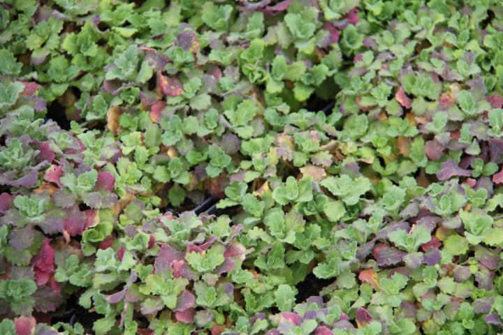 Arabis caucasica 'Compinkie'