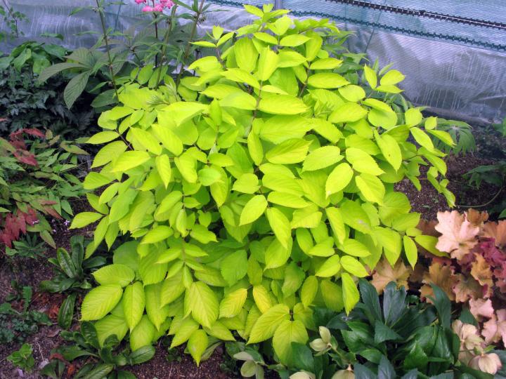 Aralia cordata 'Sun King'