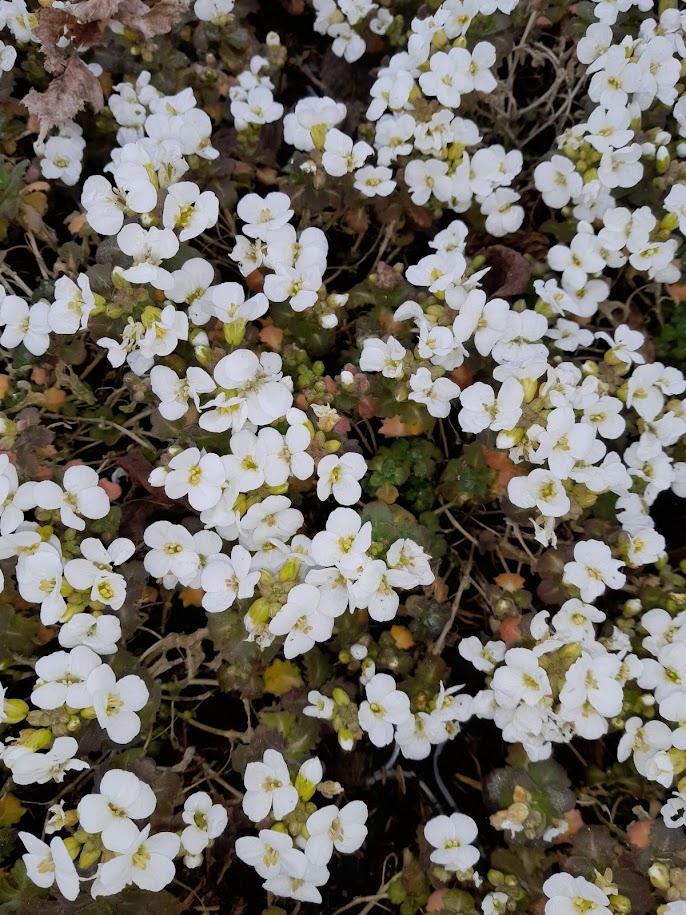 Arabis caucasica 'Snowcap'