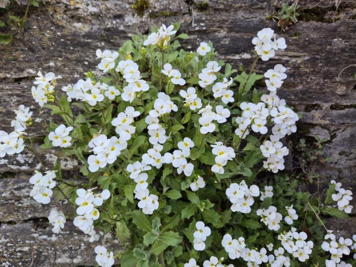 Arabis caucasica 'Snowcap'