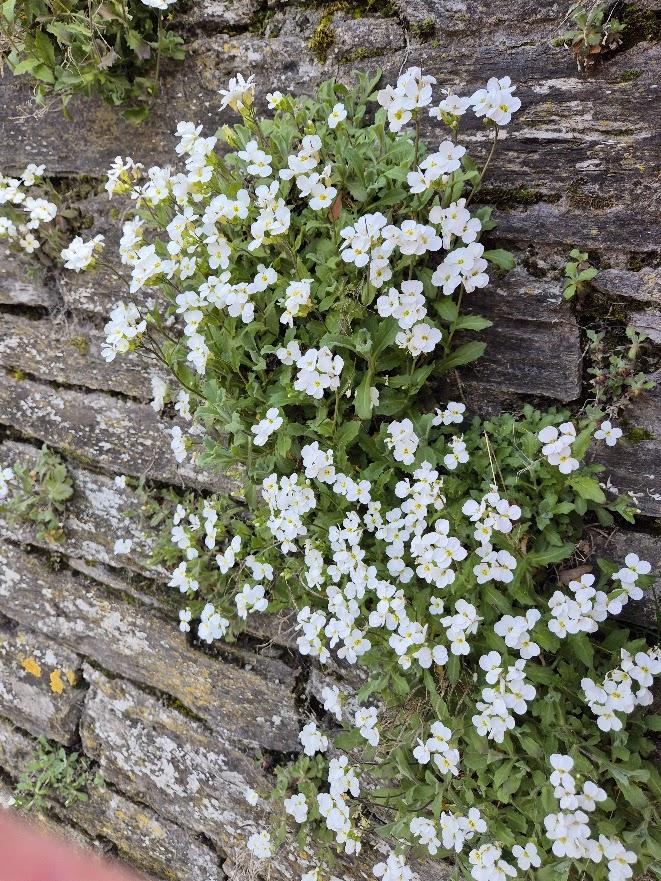 Arabis caucasica 'Snowcap'