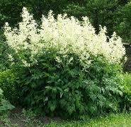 Aruncus dioicus 'Kneiffii'
