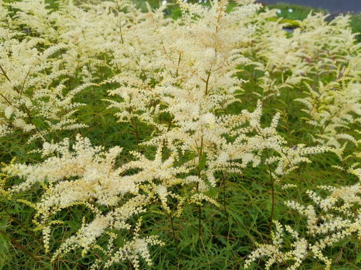 Aruncus dioicus 'Kneiffii'