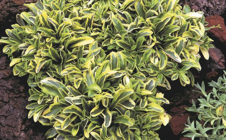 Arabis ferdinandi-cobourgii 'Old Gold'