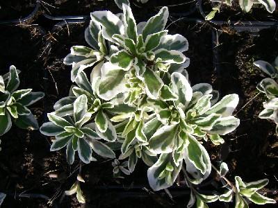 Arabis ferdinandi-cobourgii 'Variegata'