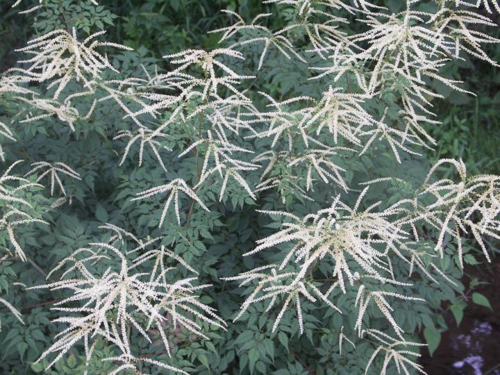 Aruncus  'Horatio'