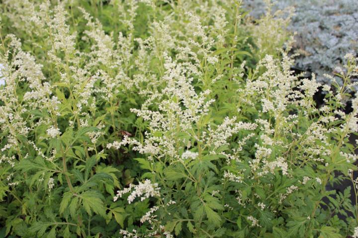 Artemisia lactiflora 'Elfenbein'