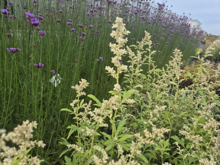 Artemisia lactiflora 'Elfenbein'