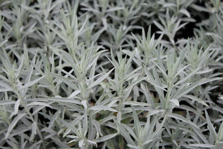 Artemisia ludoviciana 'Silver Queen'
