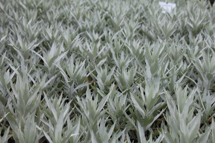 Artemisia ludoviciana 'Valerie Finnis'
