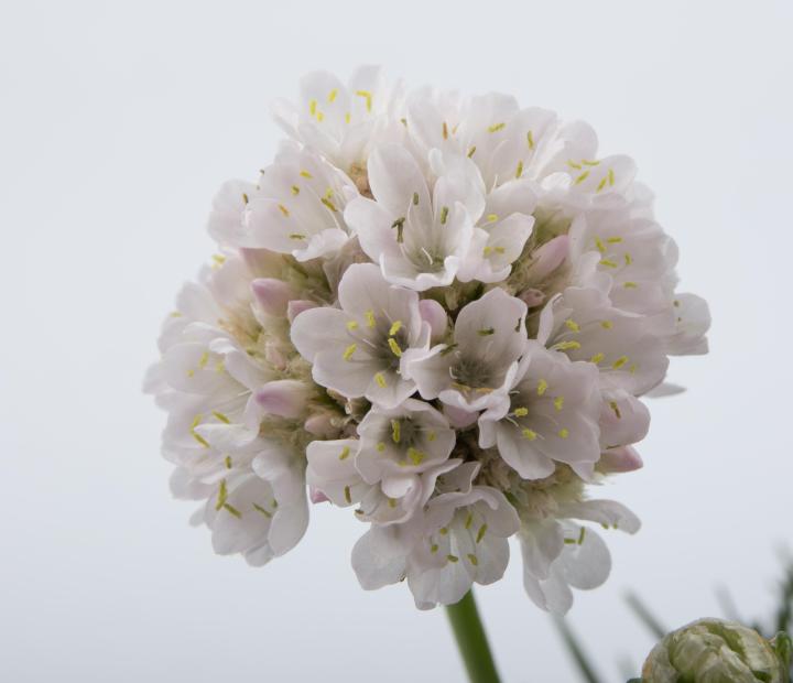 Armeria maritima 'Alba'