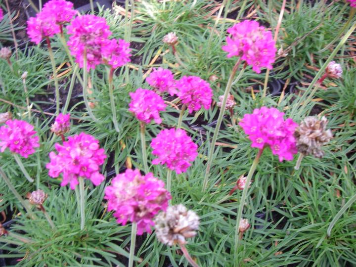Armeria maritima 'Dusseldorfer Stolz'