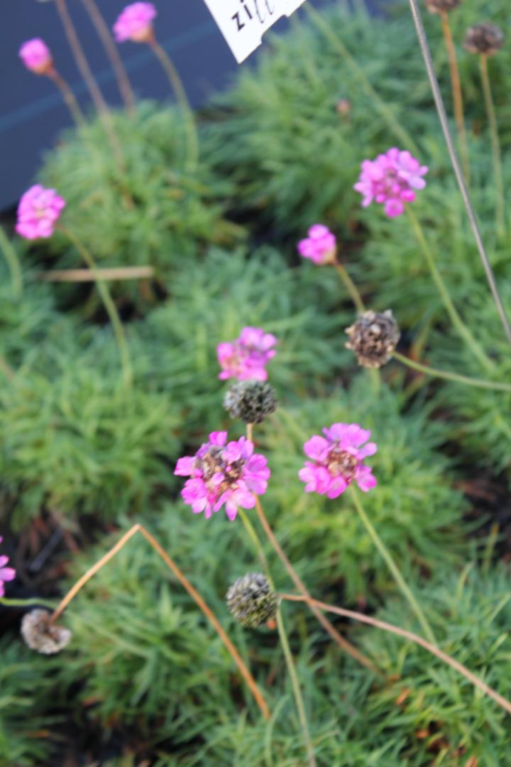 Armeria maritima 'Rosea Compacta'