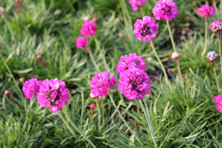 Armeria maritima 'Splendens Perfecta'