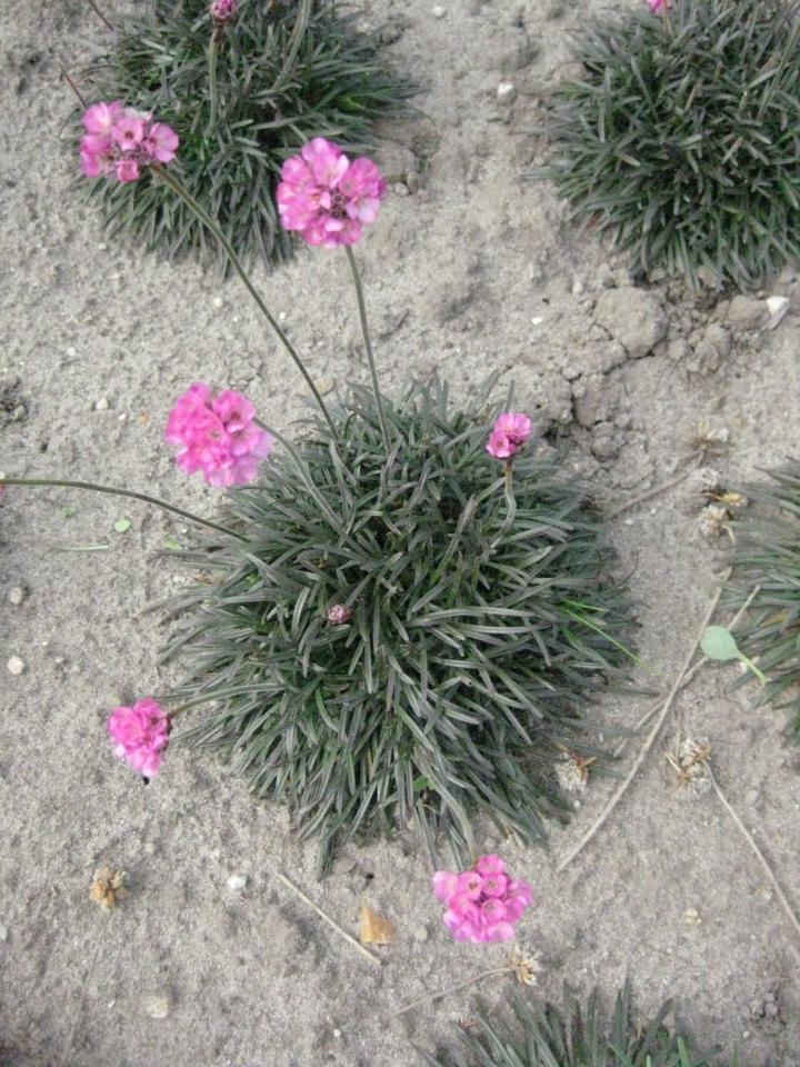 Armeria maritima 'Vesuv'
