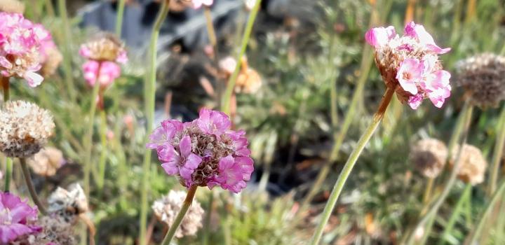 Armeria maritima 'Vesuv'
