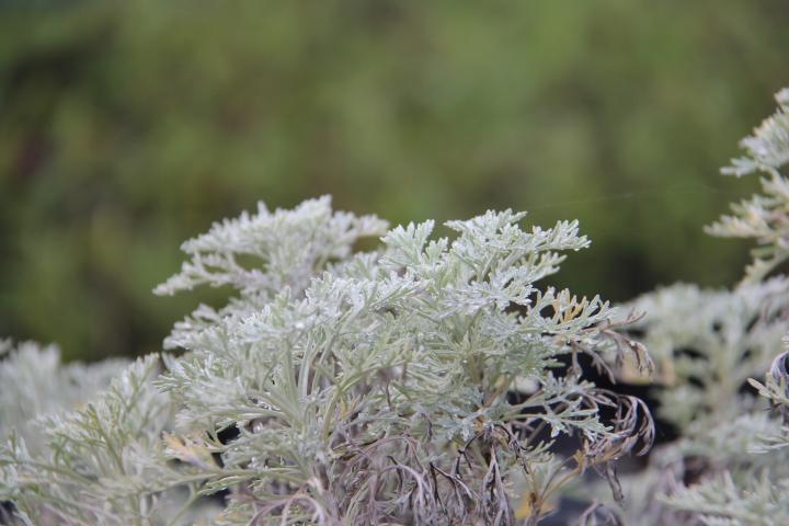 Artemisia 'Powis Castle'