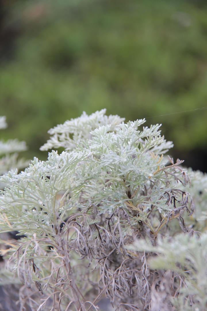 Artemisia 'Powis Castle'