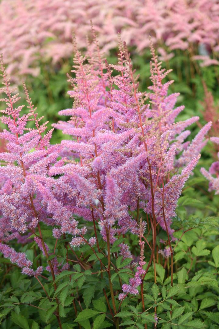 Astilbe arendsii 'Amethyst'