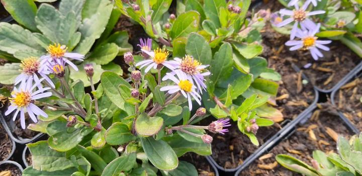 Aster ageratoides 'Adustus Nanus'