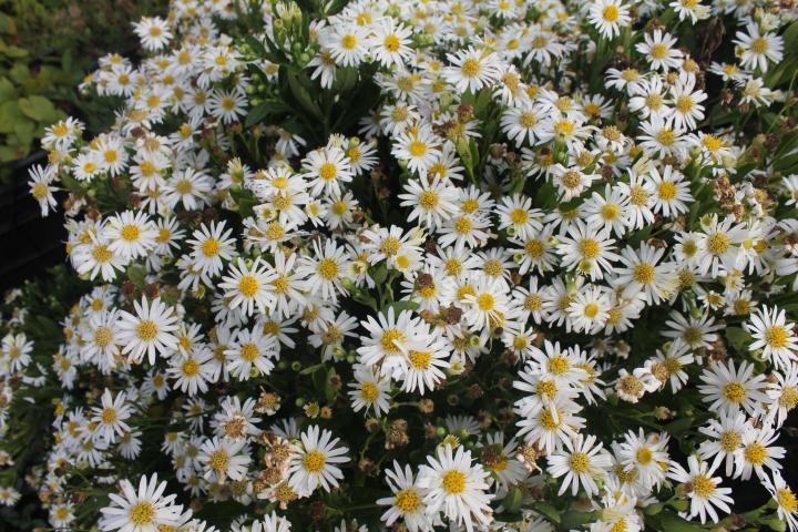 Aster ageratoides 'Ashvi'