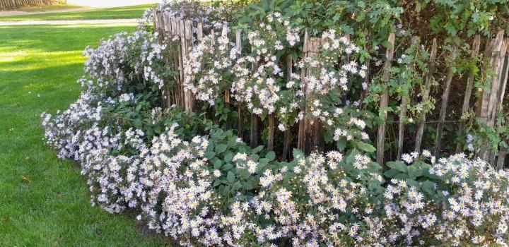 Aster ageratoides 'Asran'