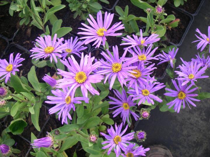 Aster amellus 'Blue King'