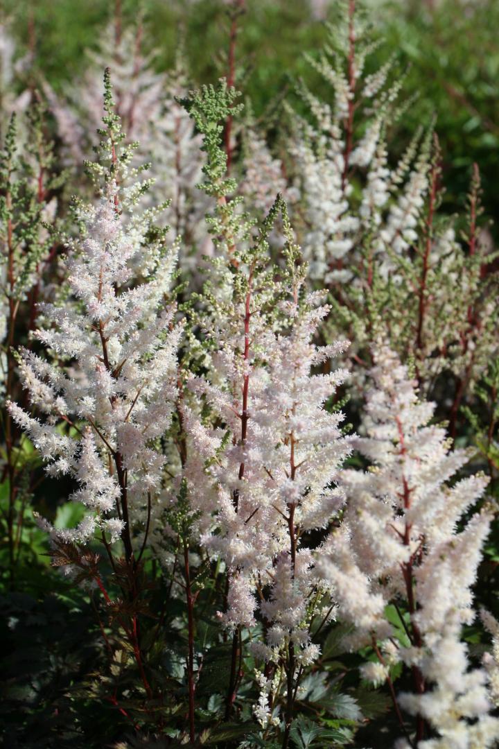 Astilbe arendsii 'Bumalda'