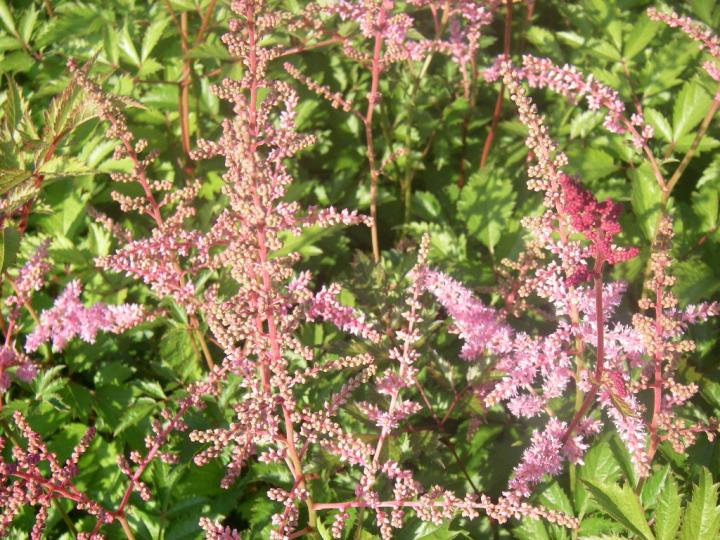 Astilbe arendsii 'Cattleya'