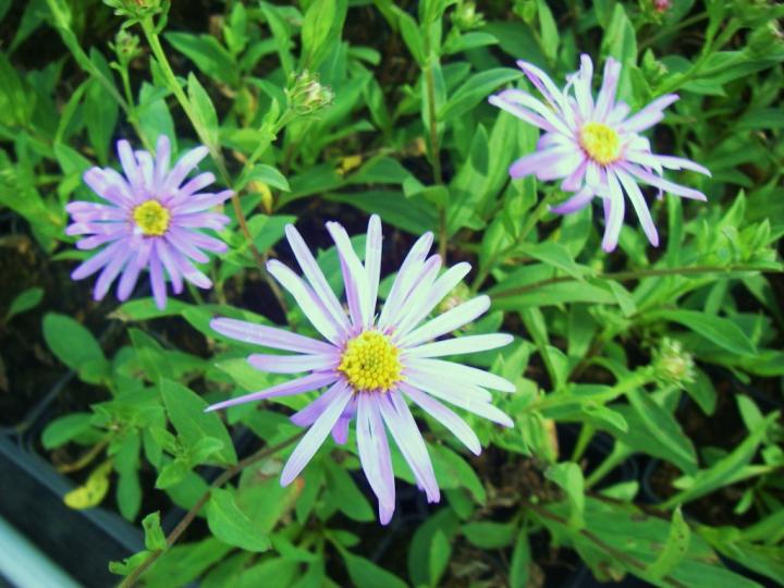 Aster amellus 'Dr. Otto Petschek'