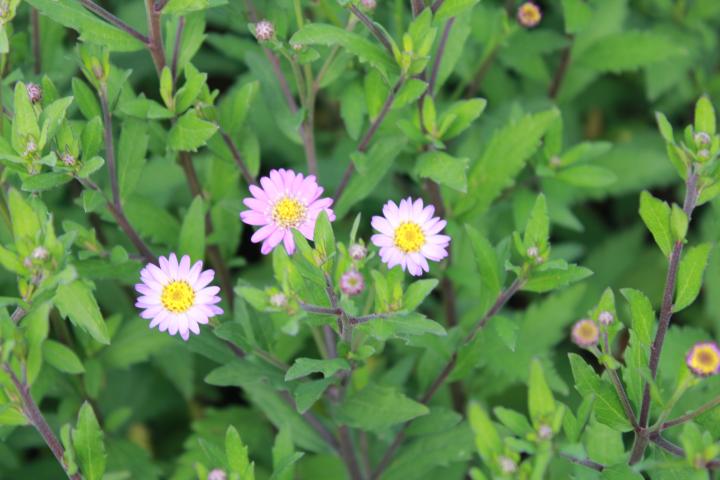 Aster ageratoides 'Ezo Murazaki'