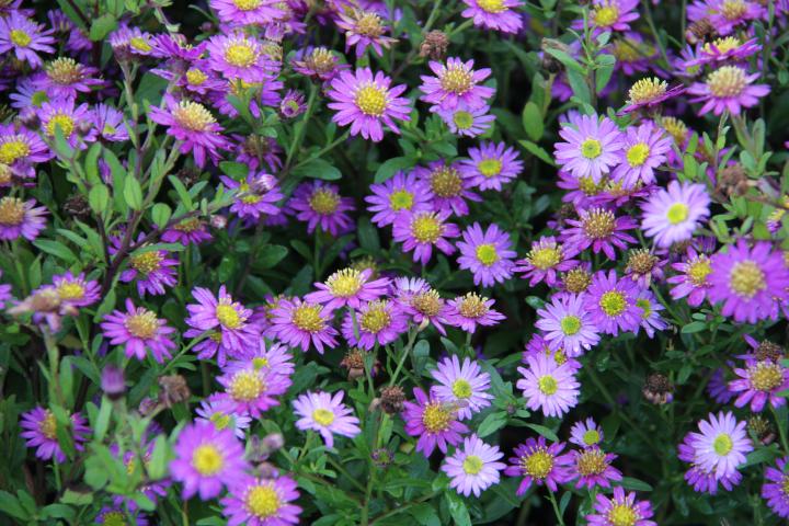 Aster ageratoides 'Ezo Murazaki'