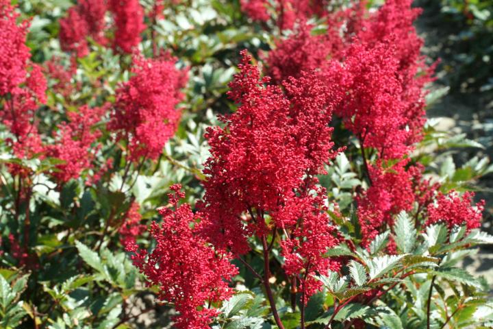 Astilbe arendsii 'Etna'