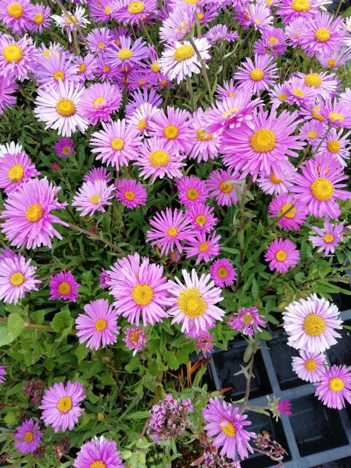 Aster alpinus 'Happy End'