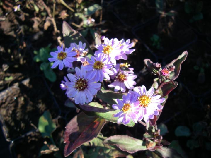 Aster ageratoides 'Harry Schmidt'
