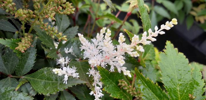 Astilbe arendsii 'Irrlicht'