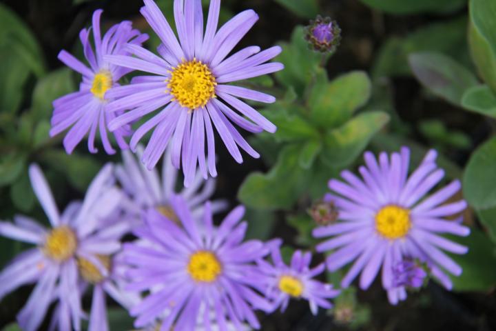 Aster amellus 'King Georges'