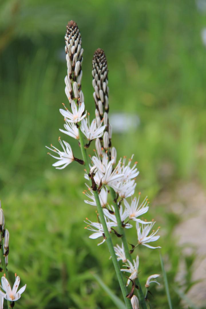 Asphodelus albus