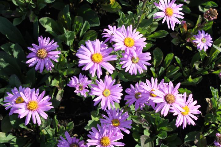 Aster amellus 'Rosa Erfüllung' ('Pink Zenith')