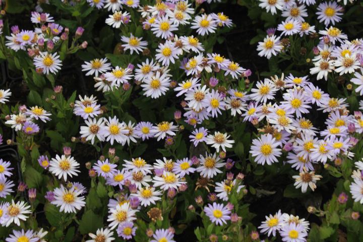 Aster ageratoides 'Stardust'