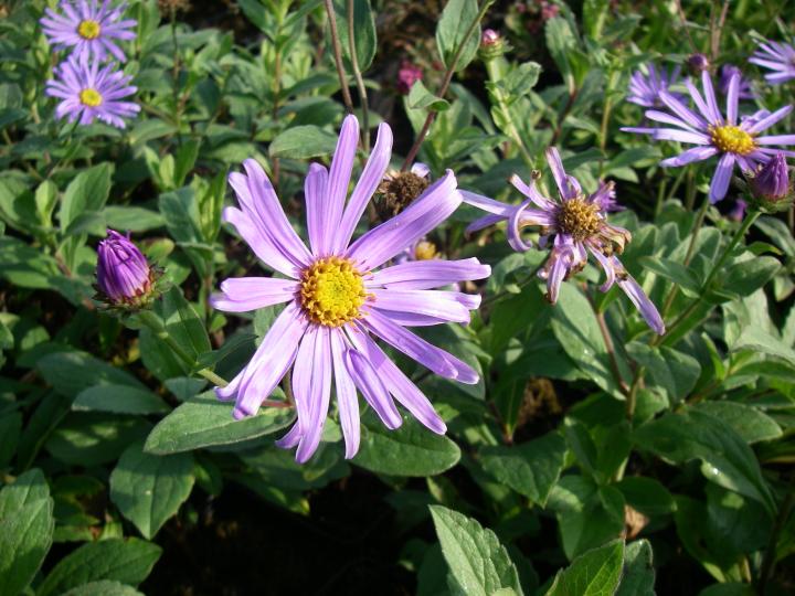 Aster amellus 'Veilchenkönigin'