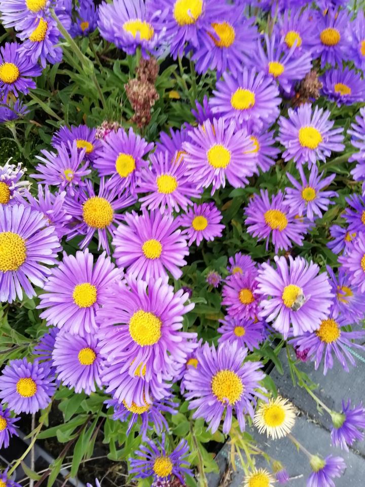 Aster alpinus 'Violet'