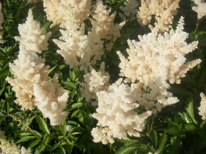 Astilbe arendsii 'Weisse Gloria'
