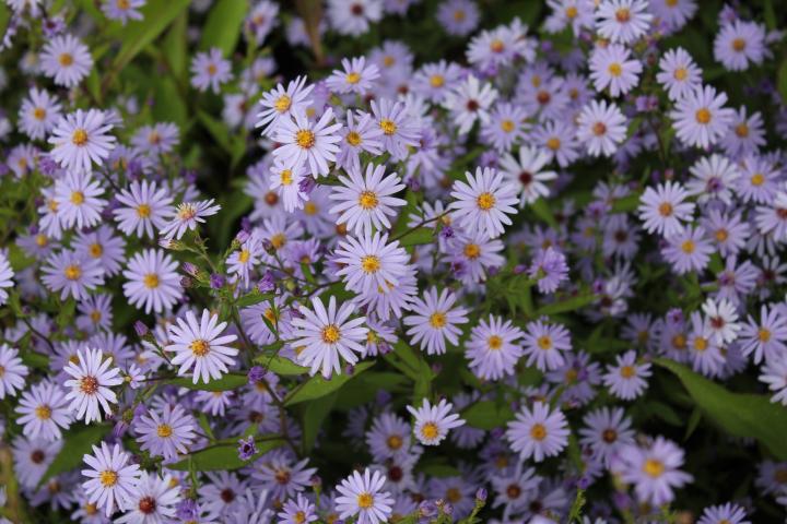 Aster cordifolius 'Blue Heaven'