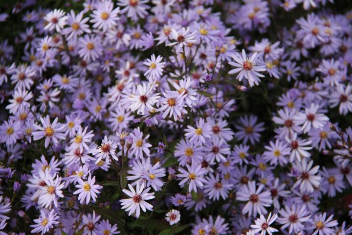 Aster cordifolius 'Blue Heaven'