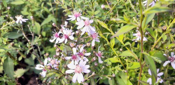 Aster cordifolius 'Blütenregen'
