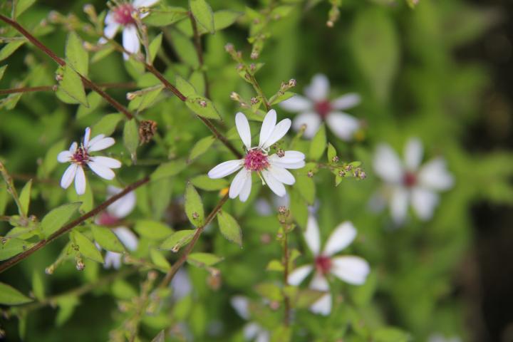 Aster cordifolius 'Ideal'