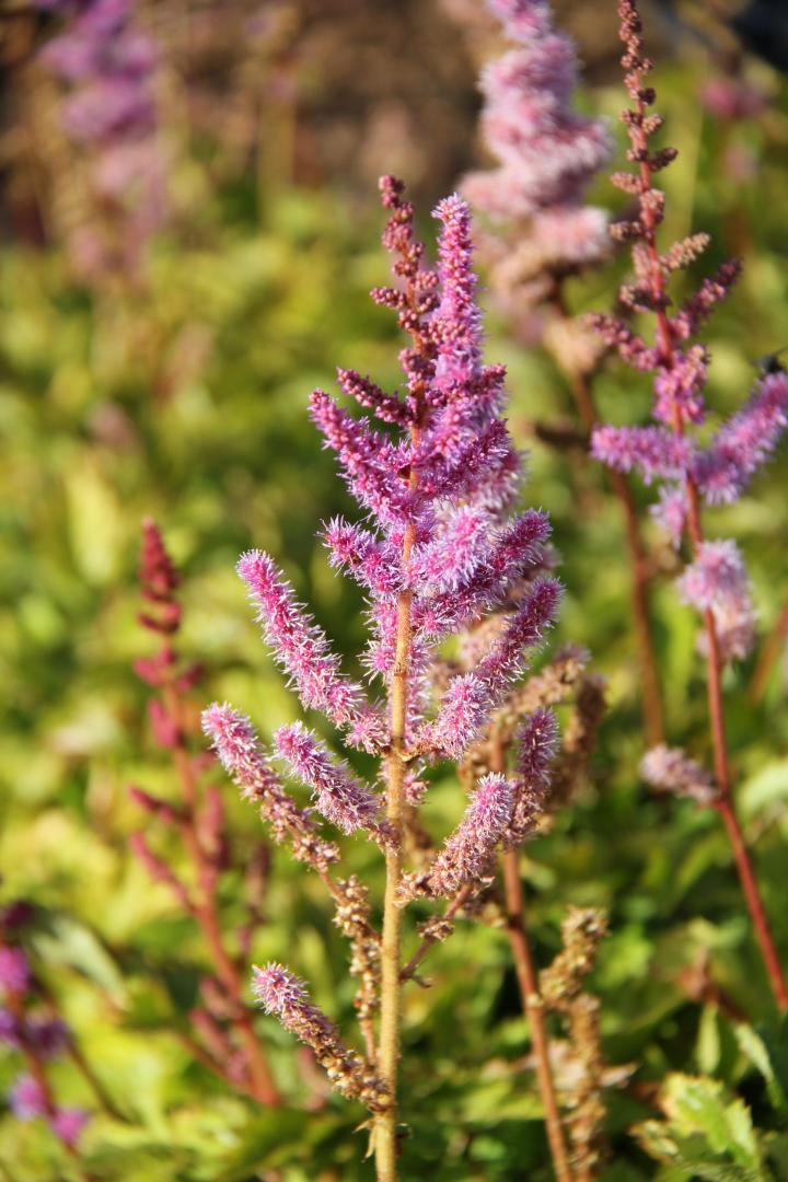 Astilbe chinensis 'Pumila'